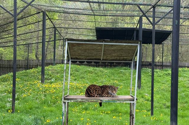 ULTIMA ORĂ: Zoo Sibiu devine și o experiență educativă, printr-un ghid vocal care integrează AI-ul ULTIMA ORĂ: Zoo Sibiu devine și o experiență educativă, printr-un ghid vocal care integrează AI-ul