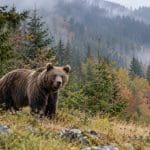 Urs brun într-o pădure montană cu ceață
