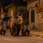Ursoaică cu doi pui pe stradă noaptea