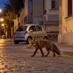 Vulpe traversând o stradă pavată la amurg